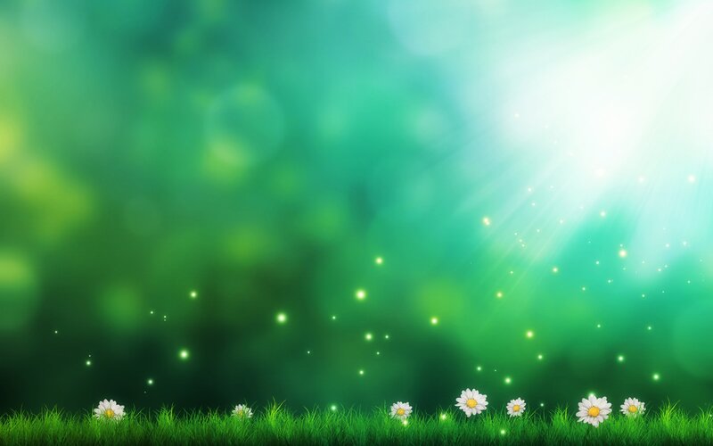 Sunlit meadow with daisies