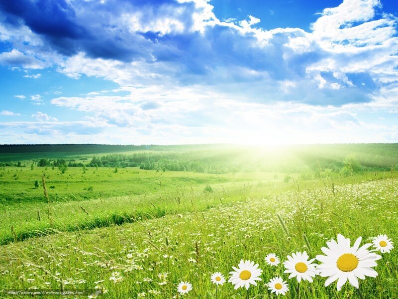 Sunlit meadow with daisies