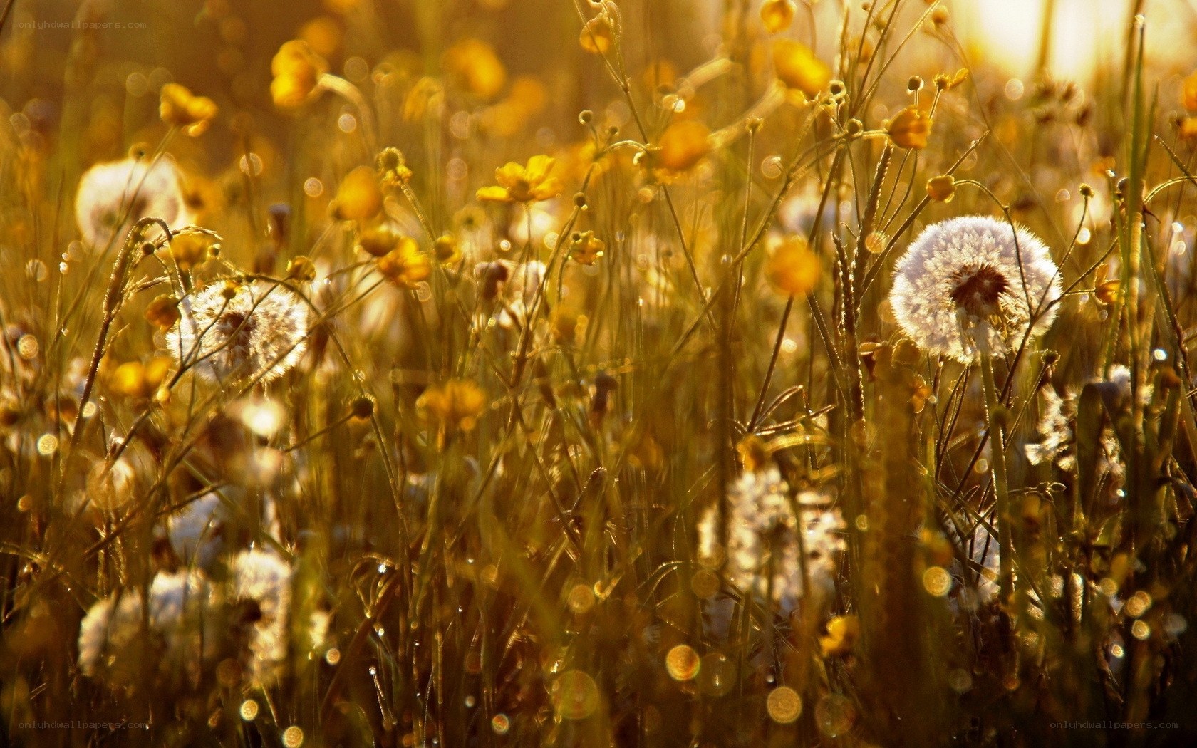 Sunlit meadow with dandelions