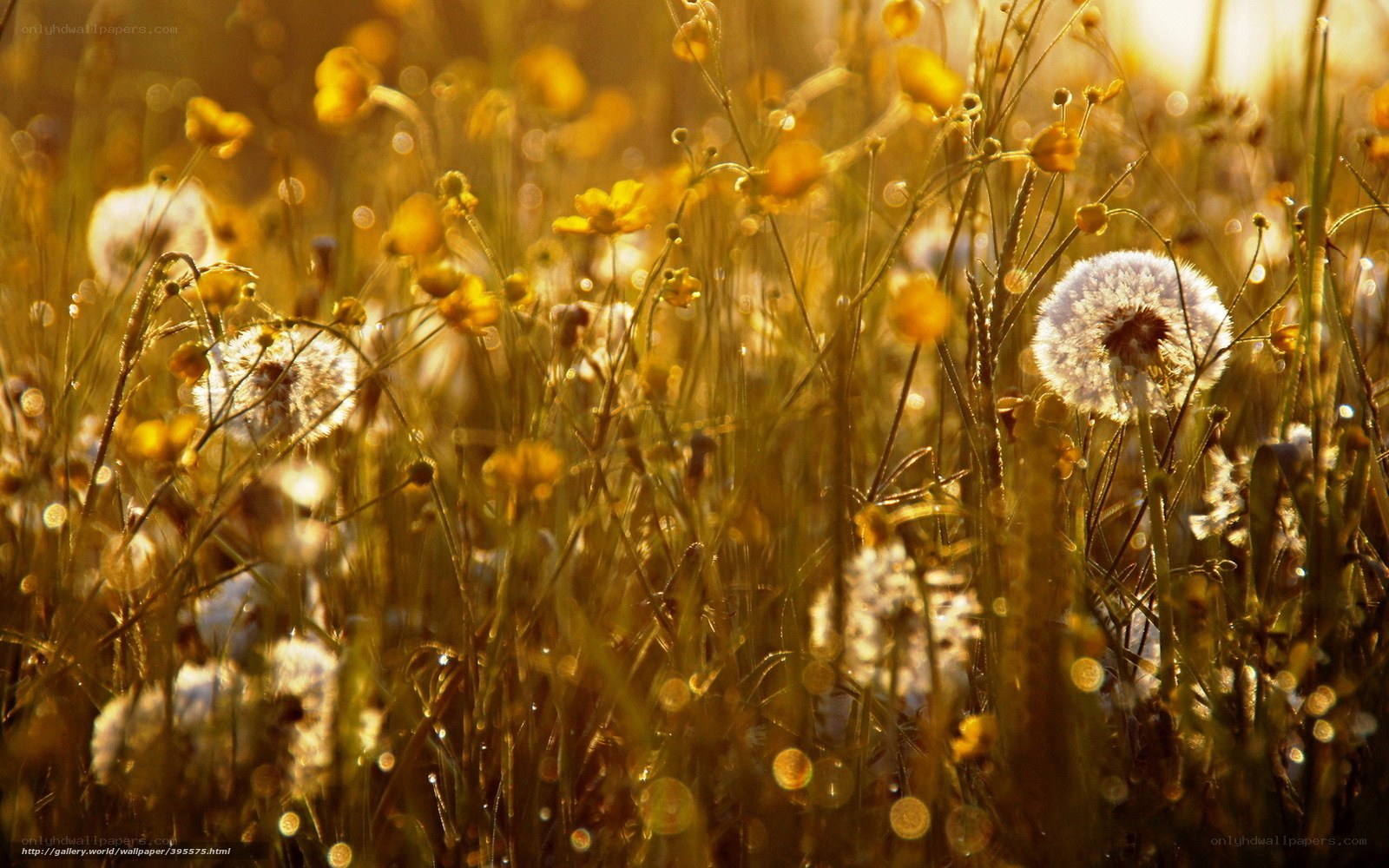 Sunlit meadow with dandelions