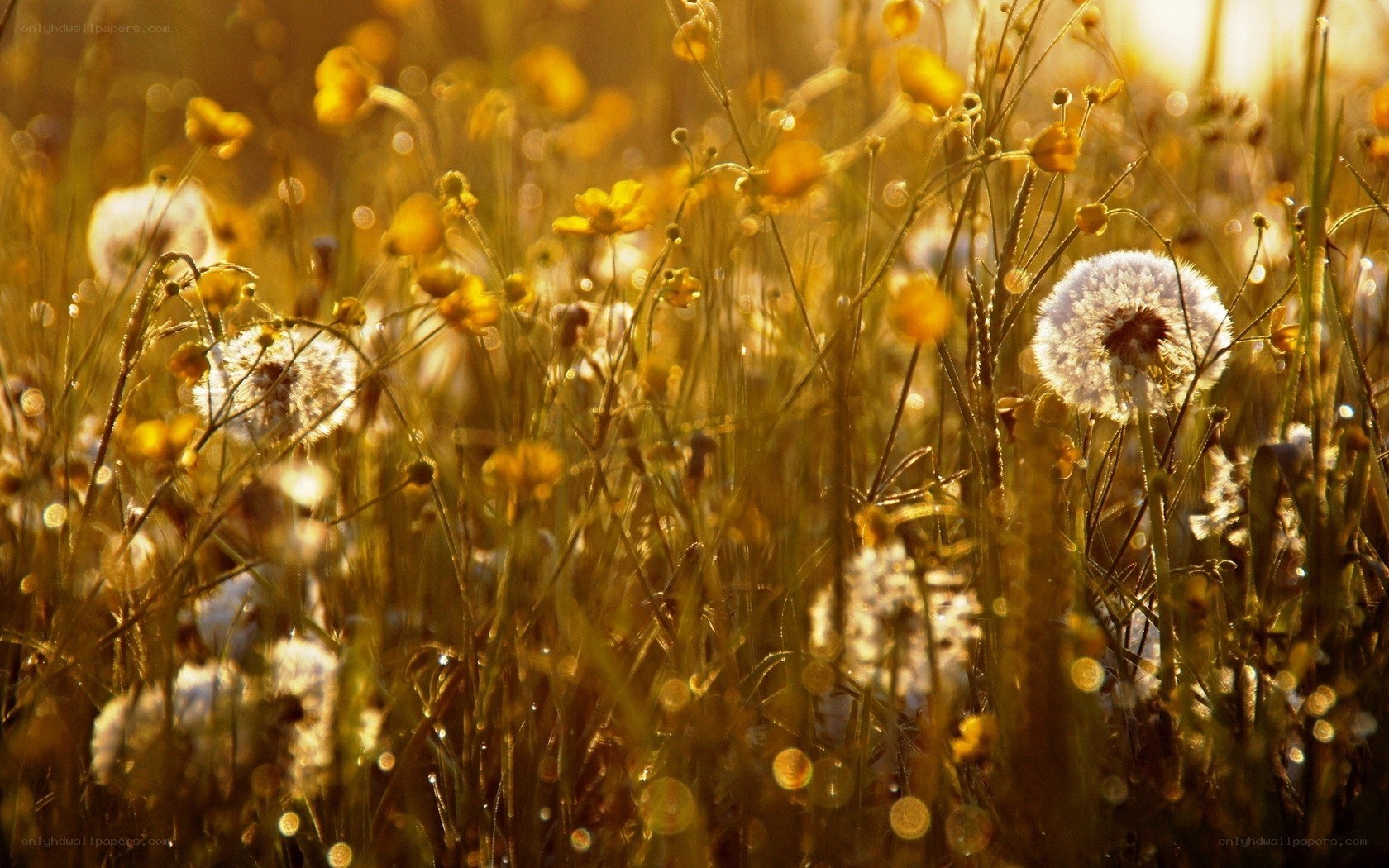 Sunlit meadow with dandelions
