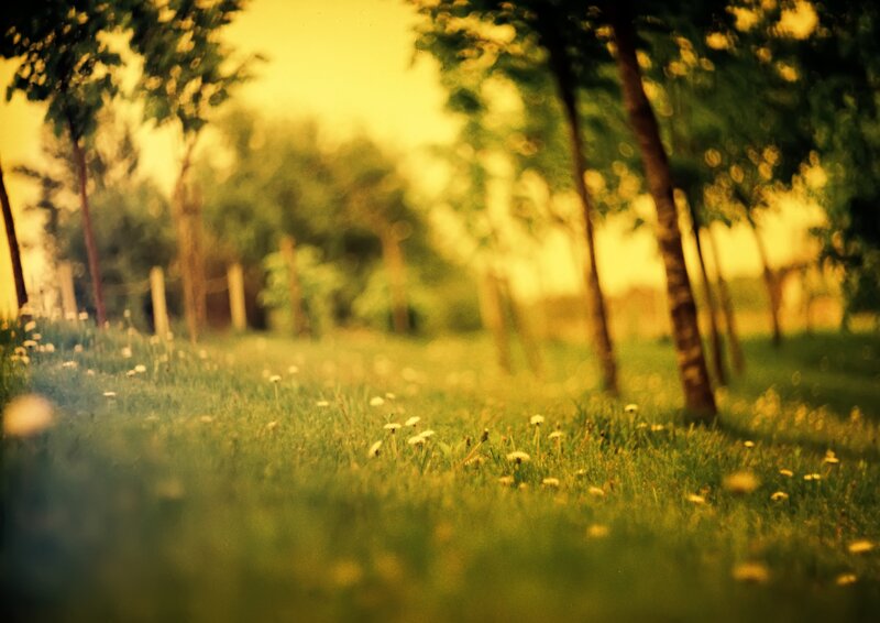 Sunlit meadow with dandelions
