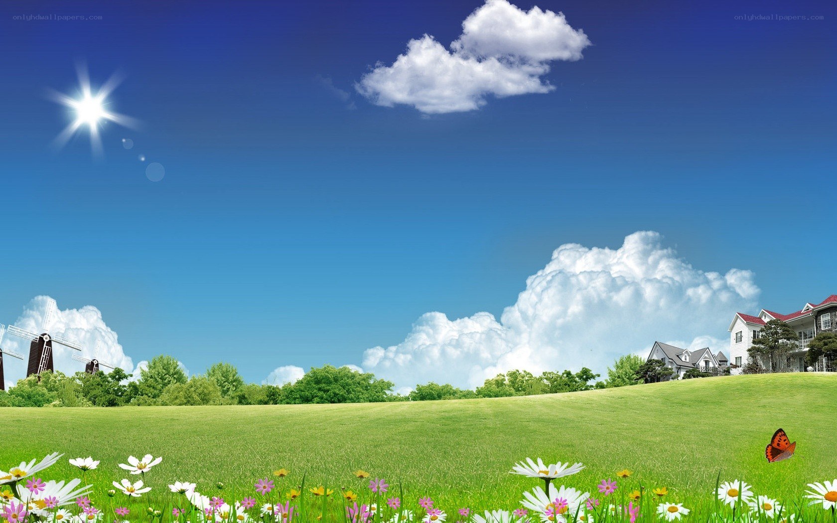 Sunlit meadow with flowers