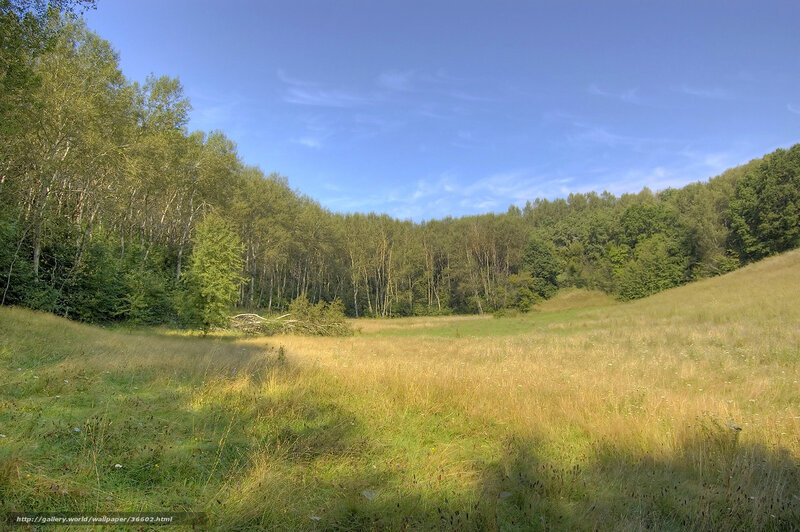 Sunlit meadow with forest
