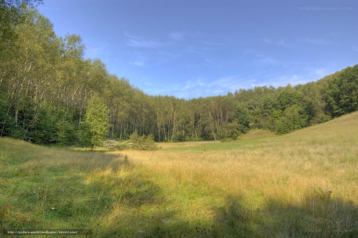 Sunlit meadow with forest