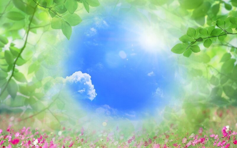 Sunlit meadow with green leaves
