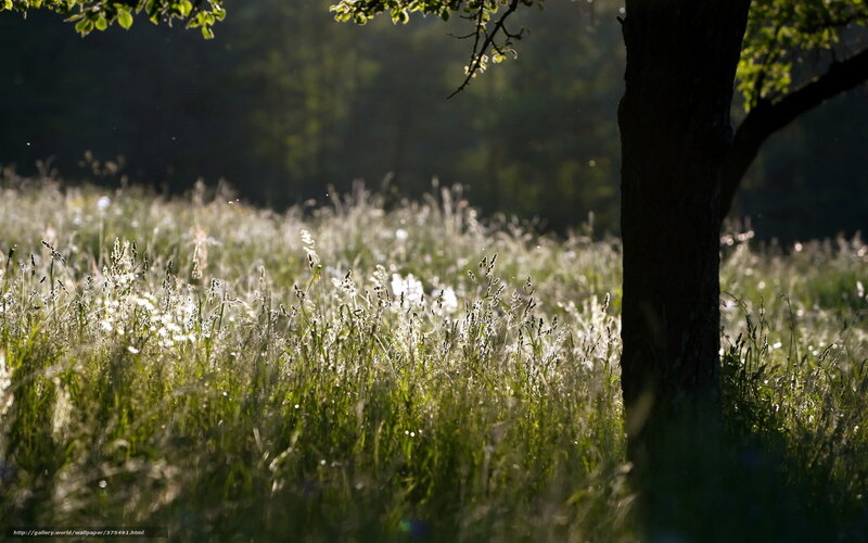 Sunlit meadow with tree