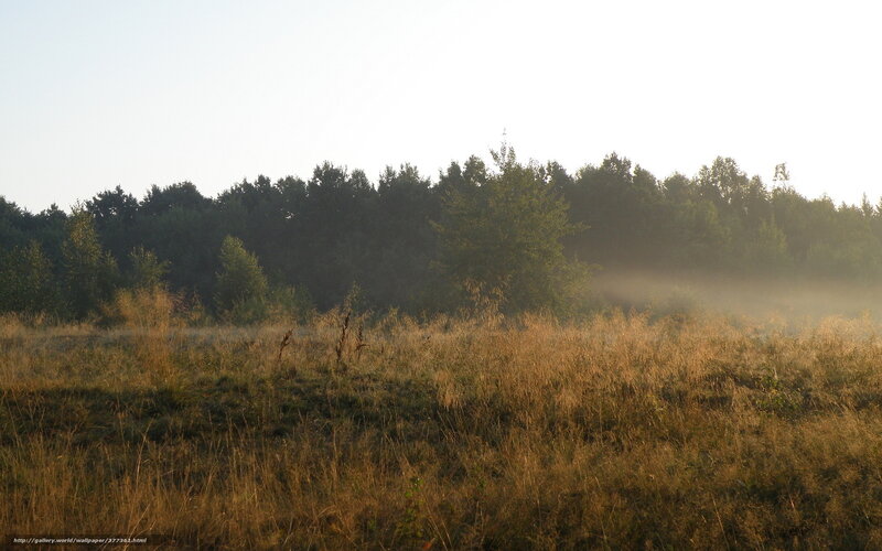 Sunlit Meadow with Trees — Brown