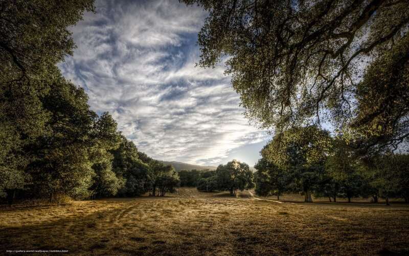 Sunlit Meadow with Trees — Green, Serene