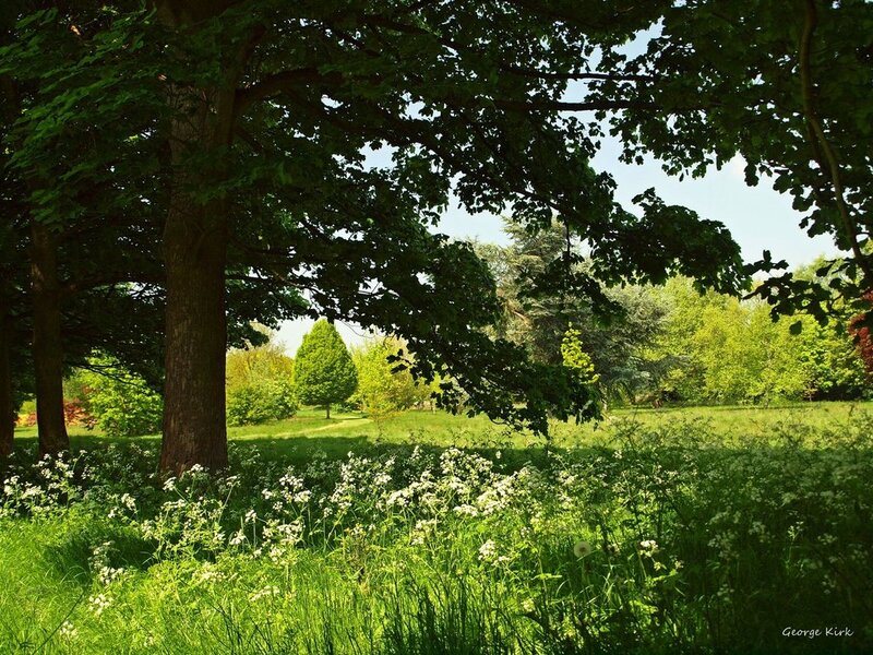 Sunlit Meadow with Trees — Green