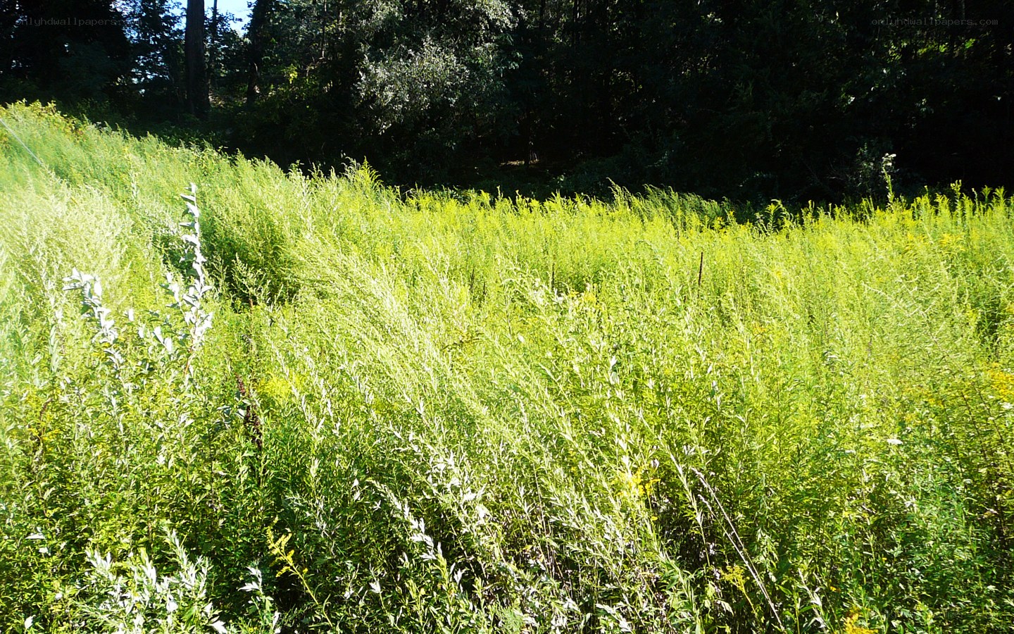 Sunlit meadow with wildflowers