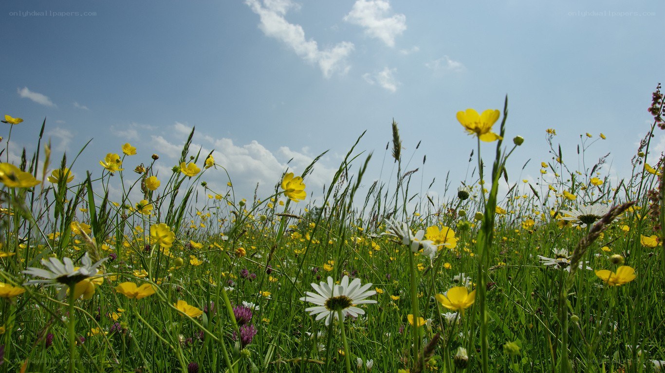 Sunlit meadow with wildflowers