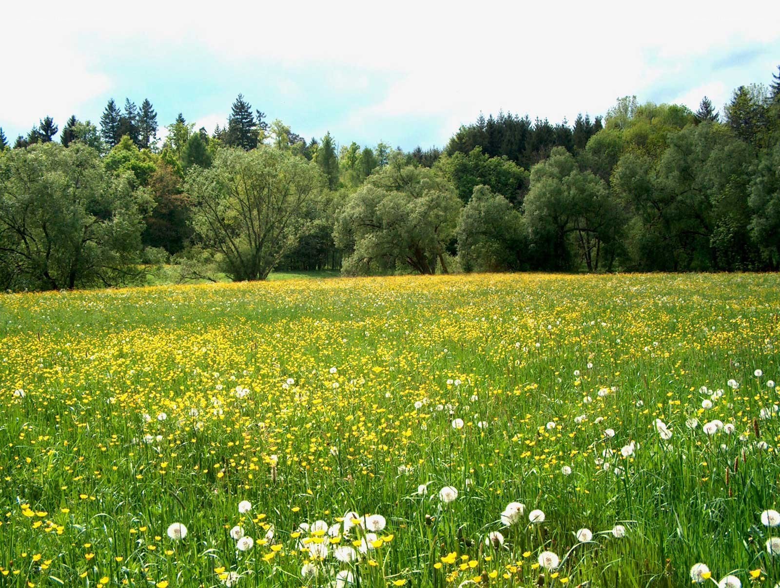 Sunlit meadow with wildflowers
