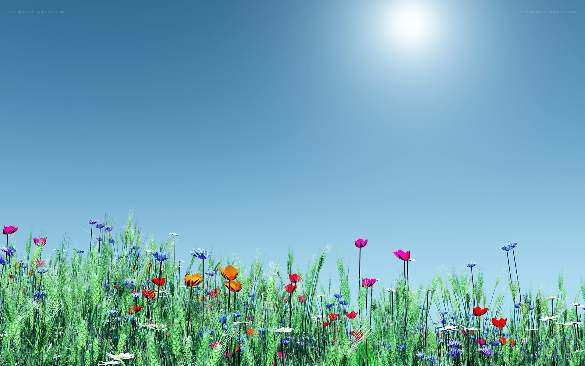 Sunlit meadow with wildflowers