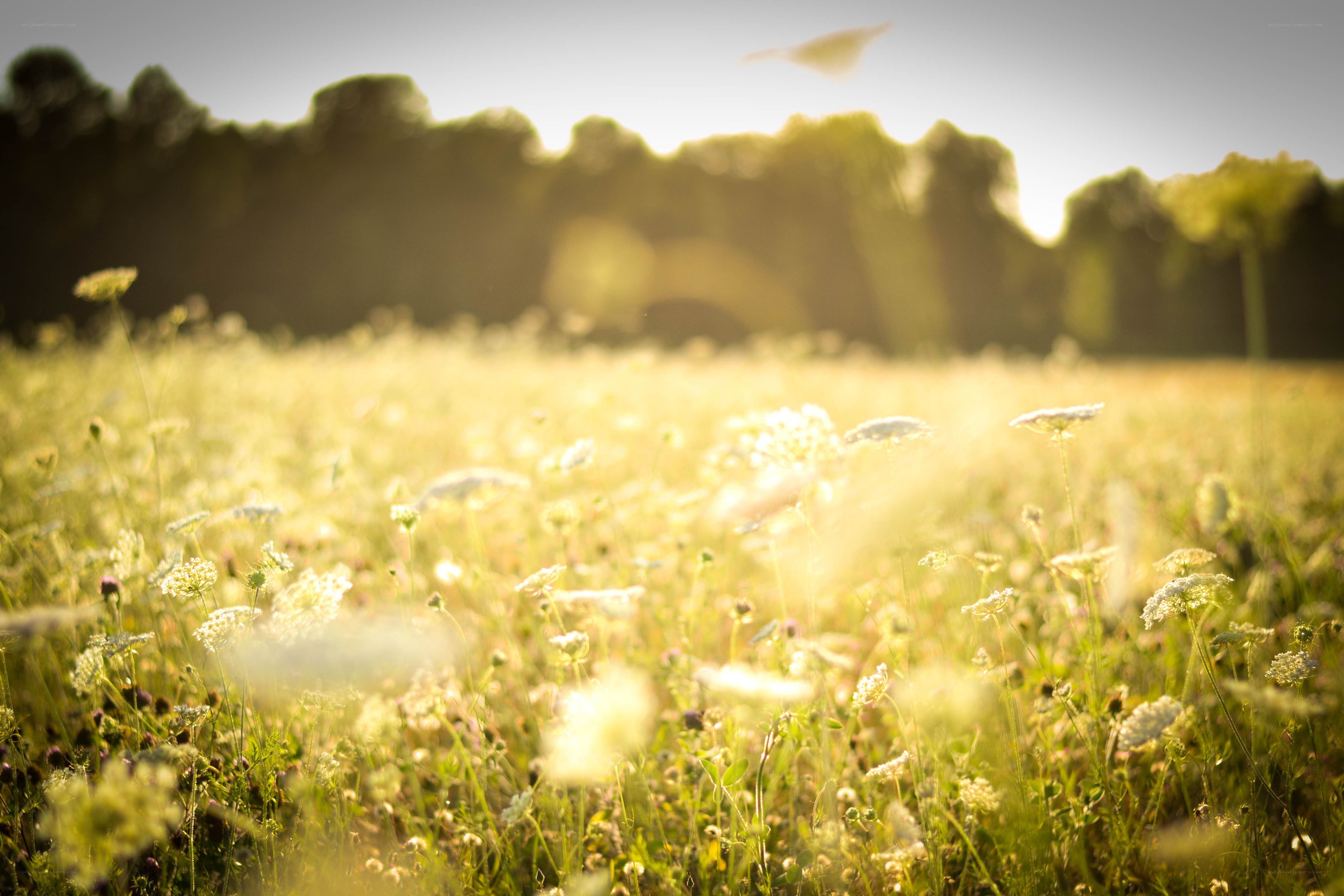 Sunlit meadow with wildflowers