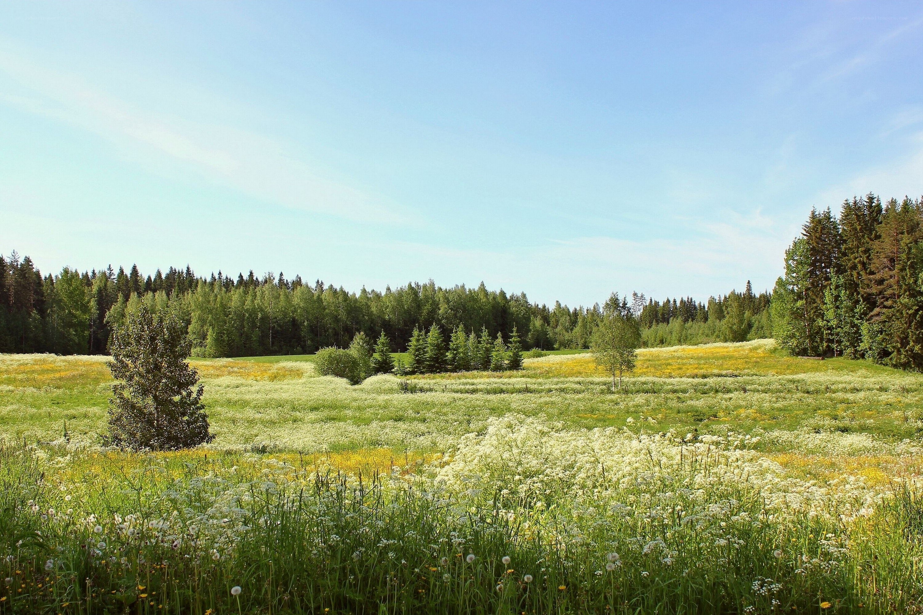 Sunlit meadow with wildflowers