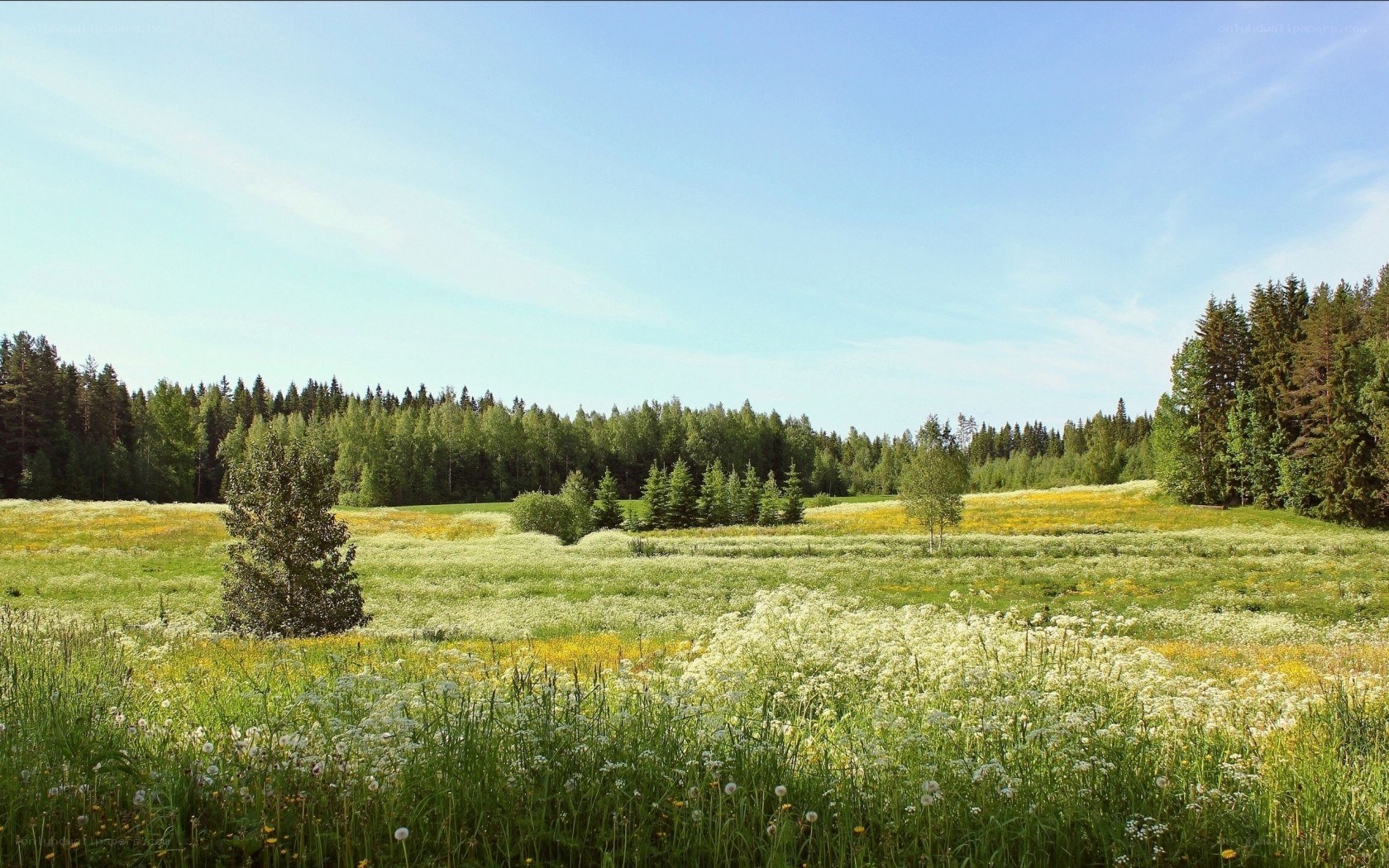Sunlit meadow with wildflowers