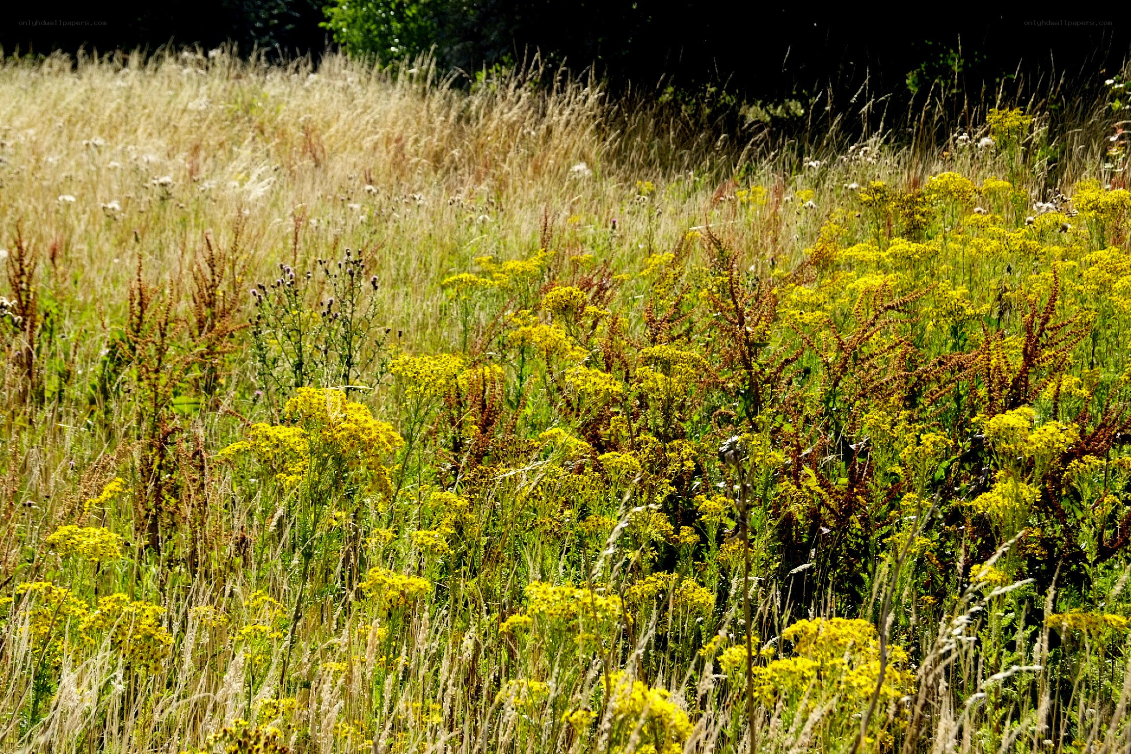 Sunlit meadow with wildflowers