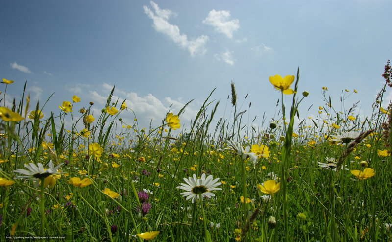 Sunlit meadow with wildflowers