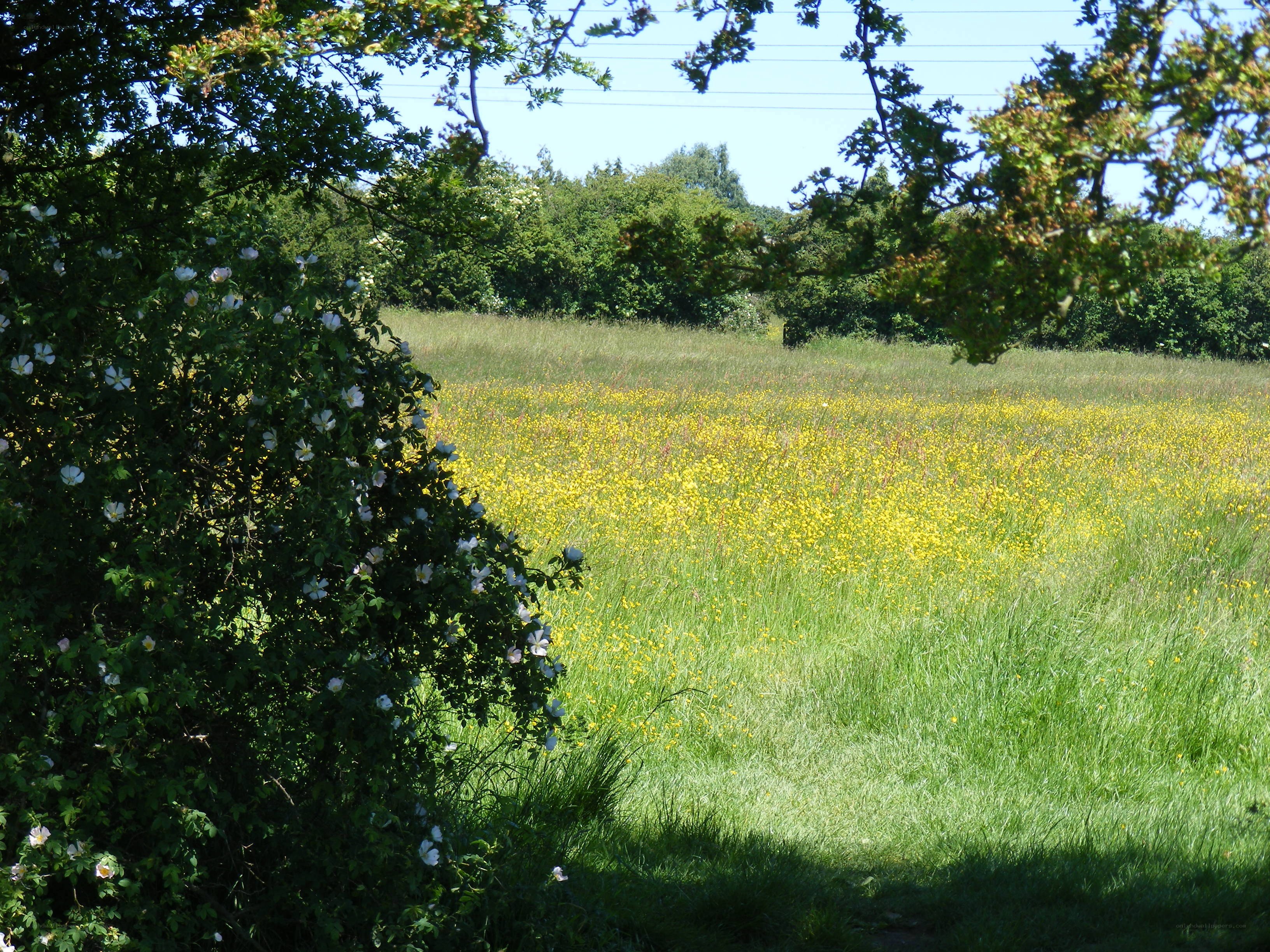 Sunlit meadow with wildflowers