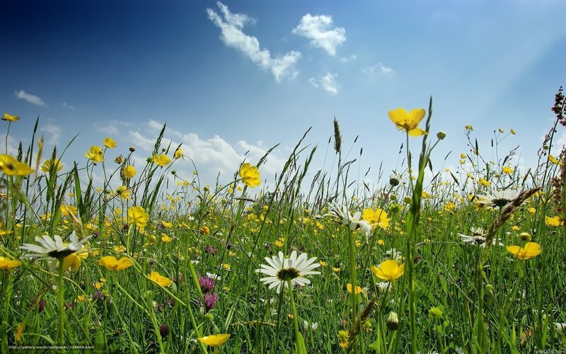 Sunlit meadow with wildflowers