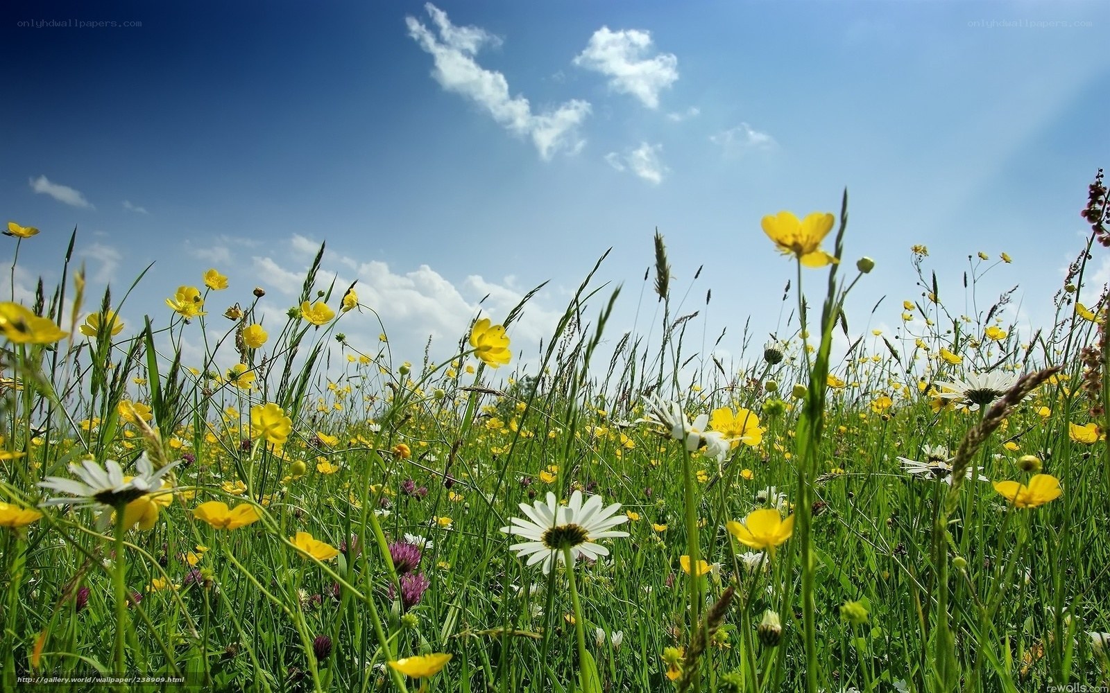 Sunlit meadow with wildflowers