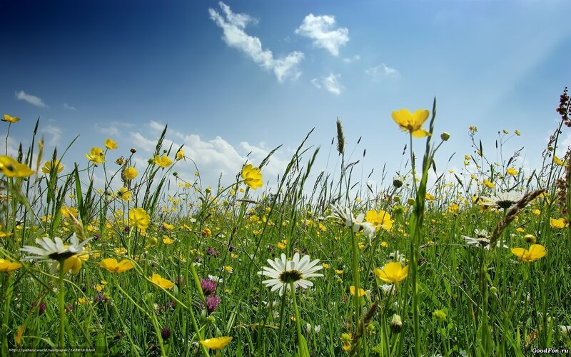 Sunlit meadow with wildflowers