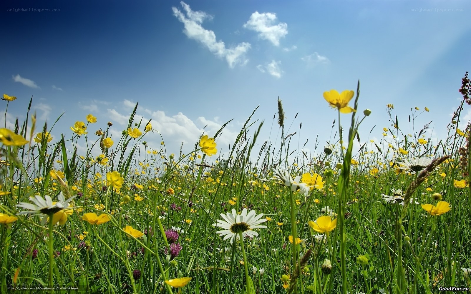 Sunlit meadow with wildflowers