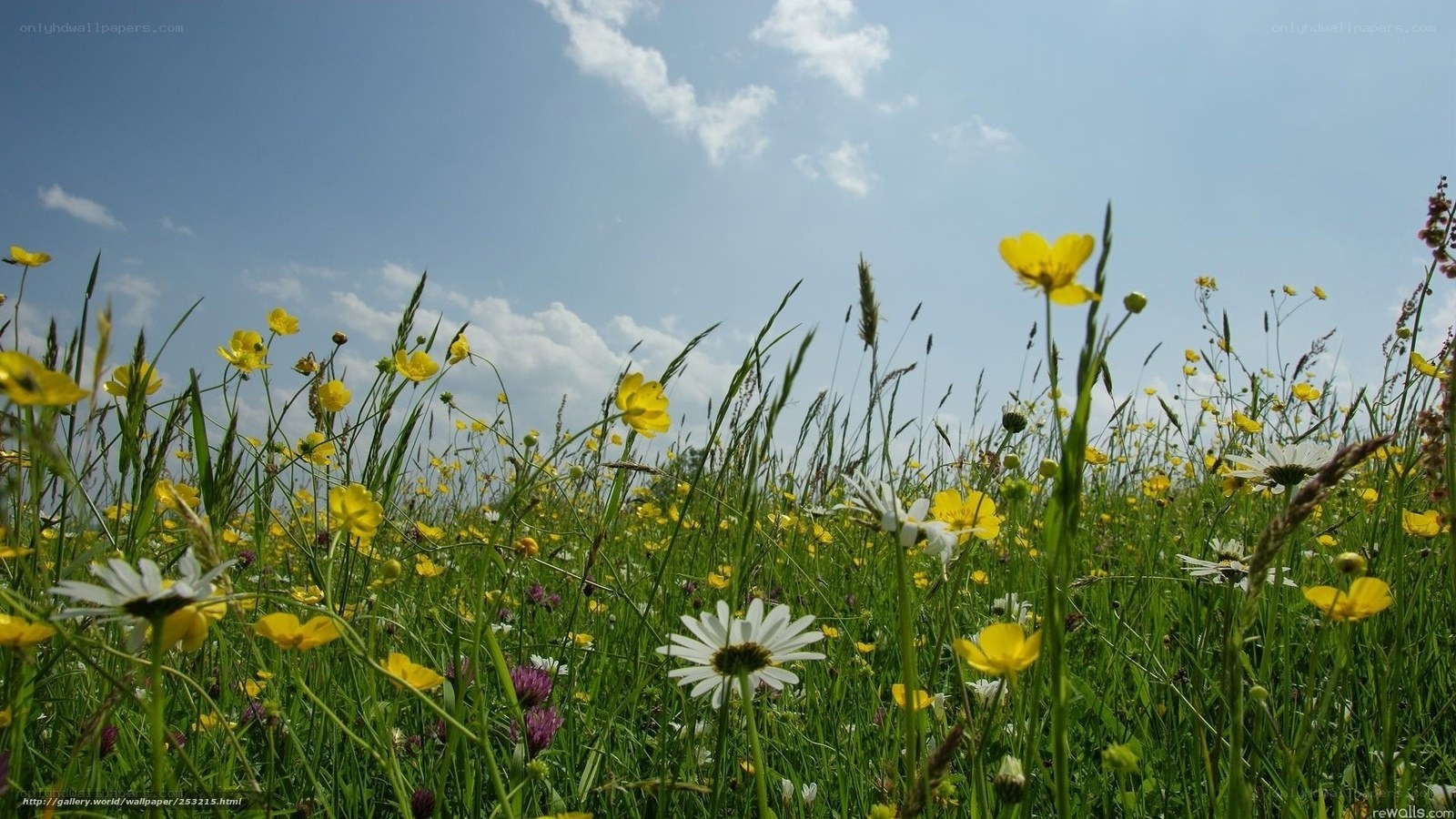 Sunlit meadow with wildflowers