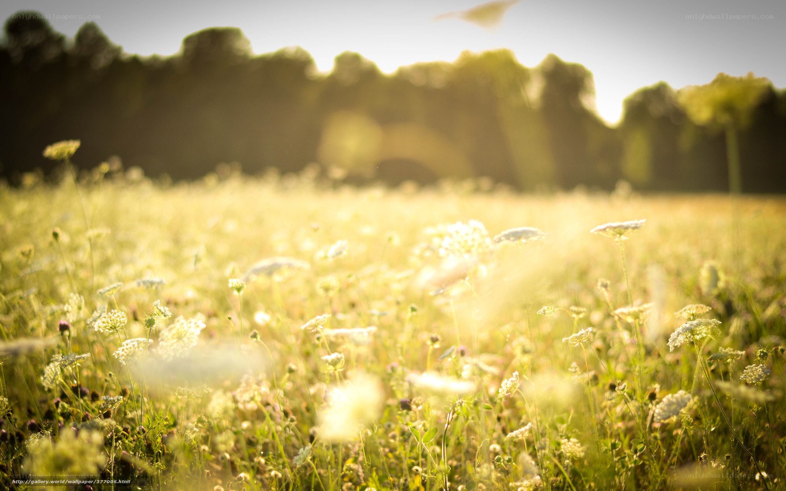 Sunlit meadow with wildflowers