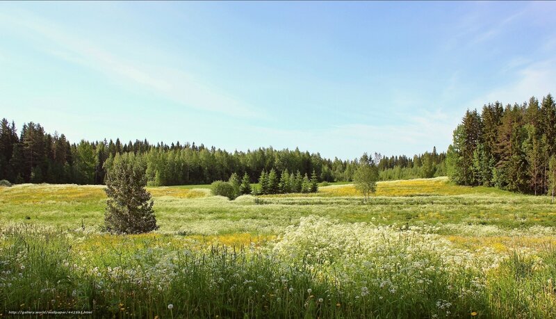 Sunlit meadow with wildflowers