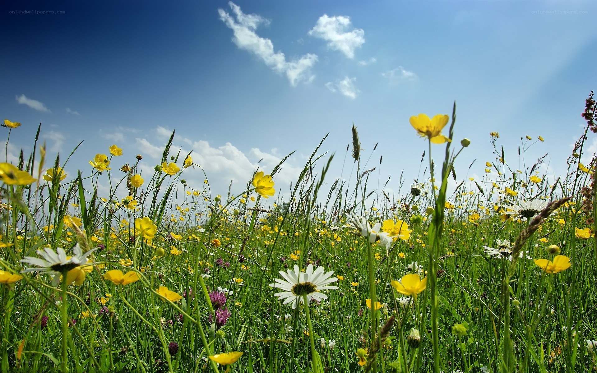 Sunlit meadow with wildflowers