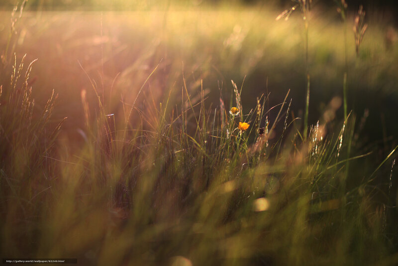 Sunlit meadow with wildflowers