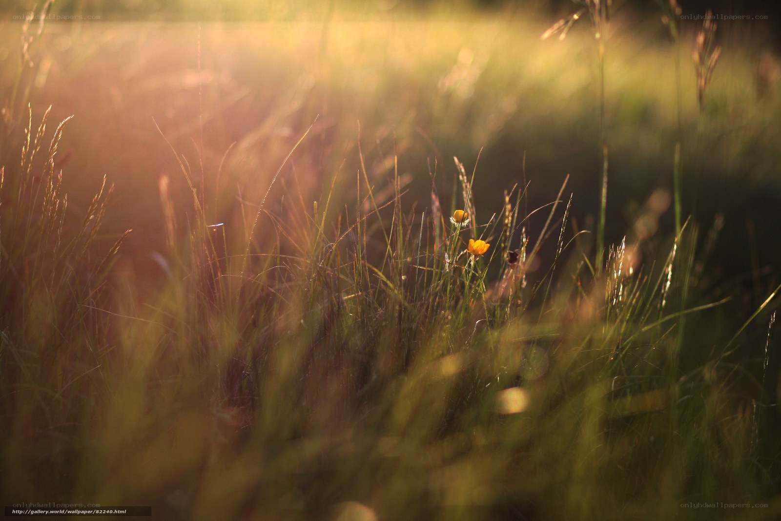 Sunlit meadow with wildflowers