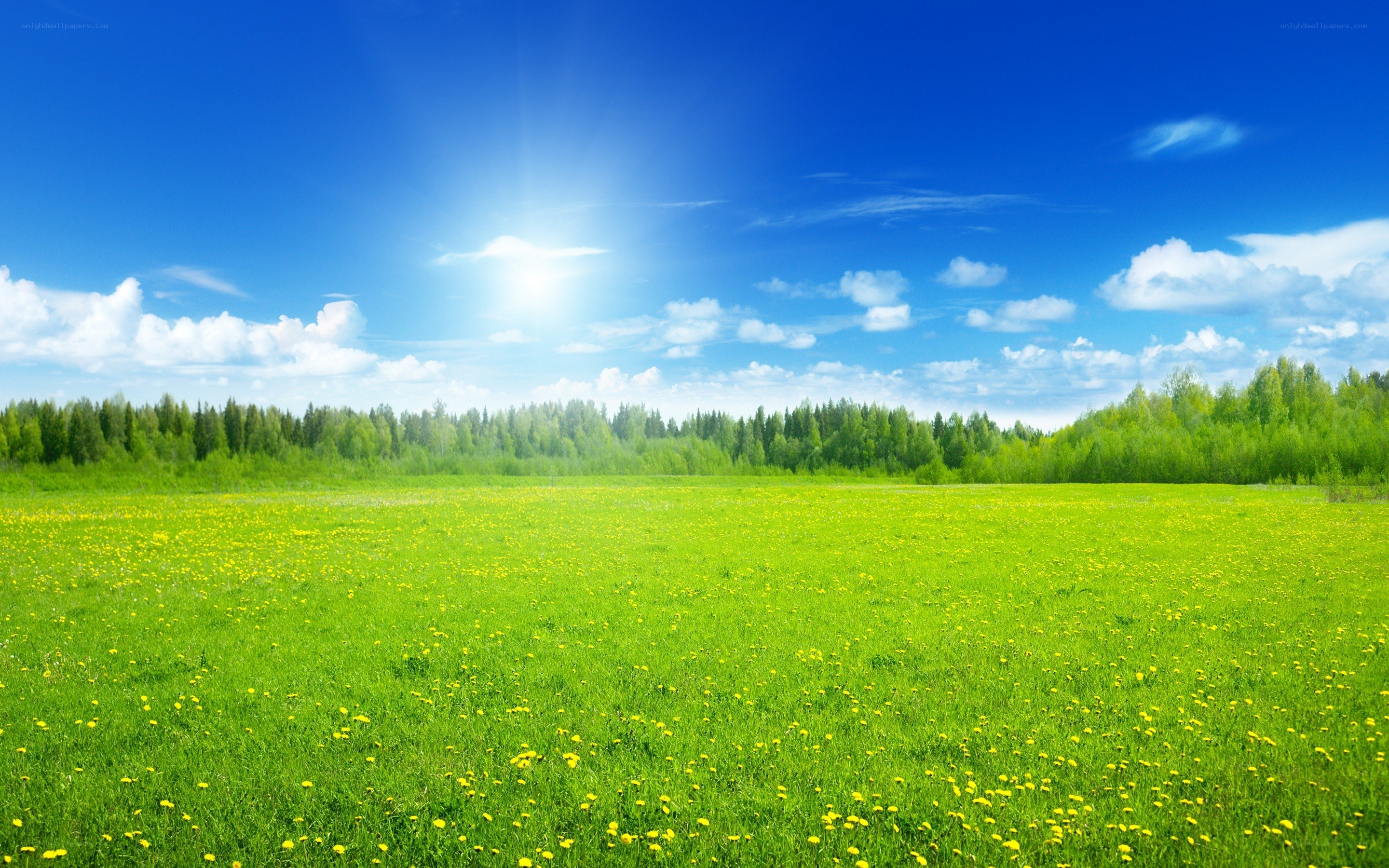 Sunlit meadow with yellow flowers