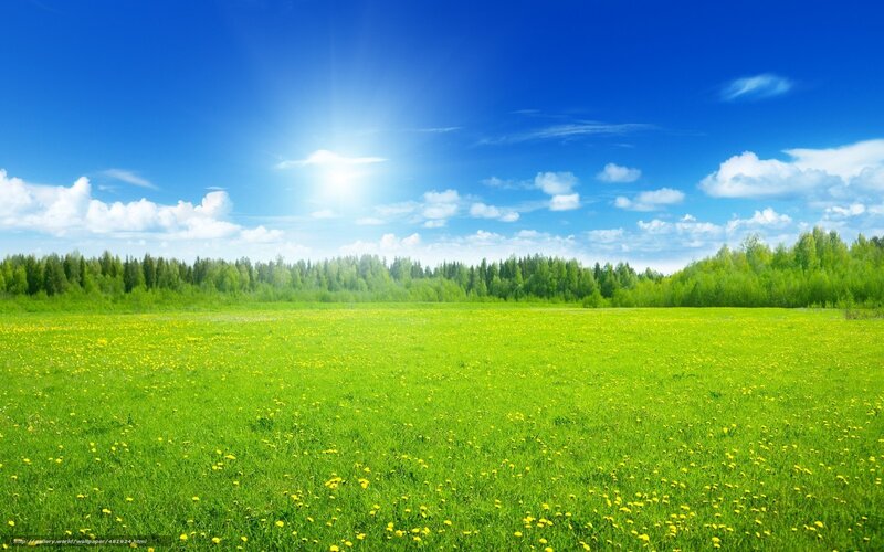 Sunlit meadow with yellow flowers