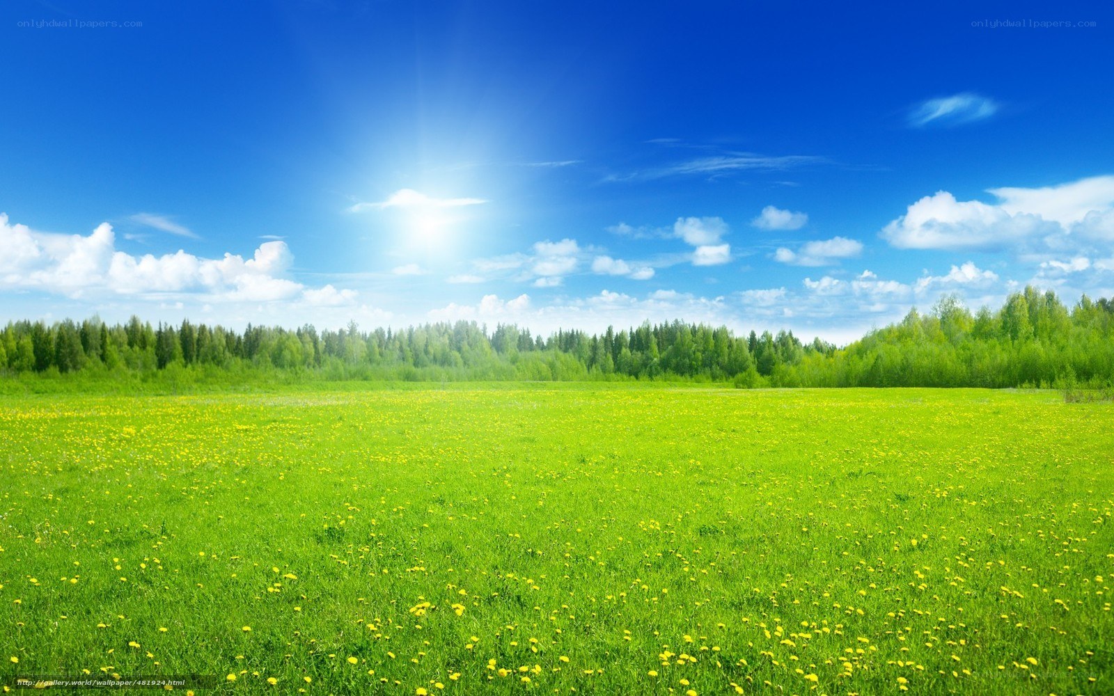 Sunlit meadow with yellow flowers