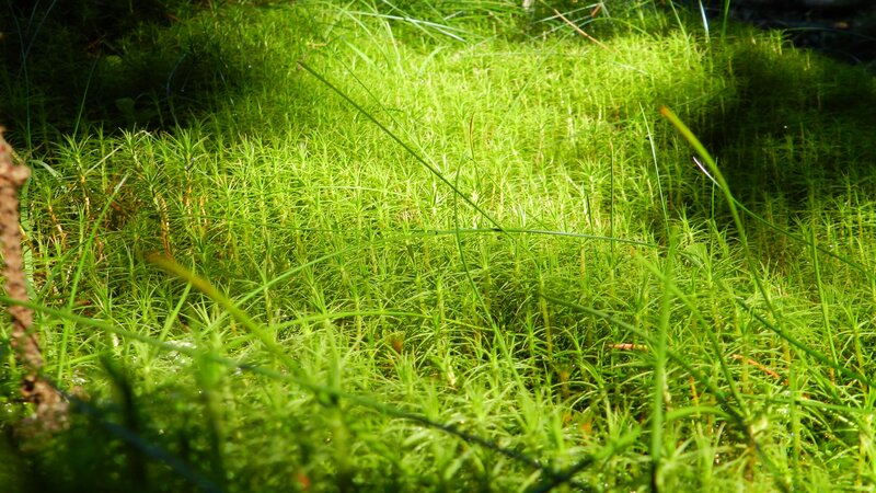Sunlit moss in a forest