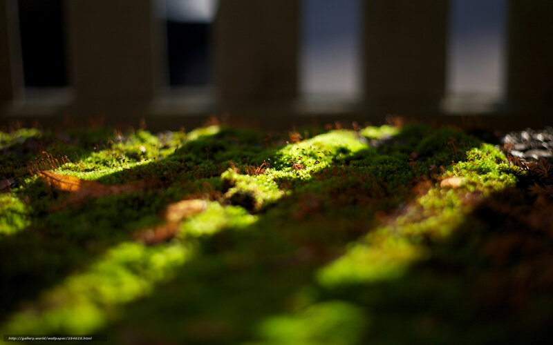 Sunlit moss in a quiet corner