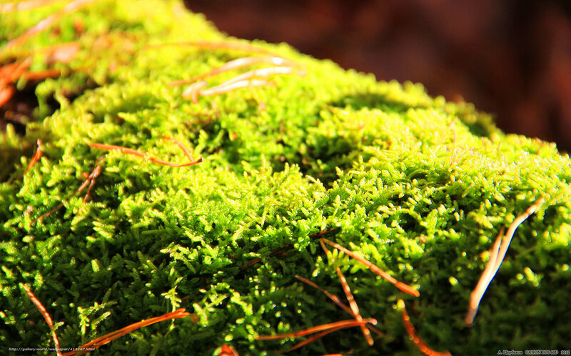 Sunlit moss in forest