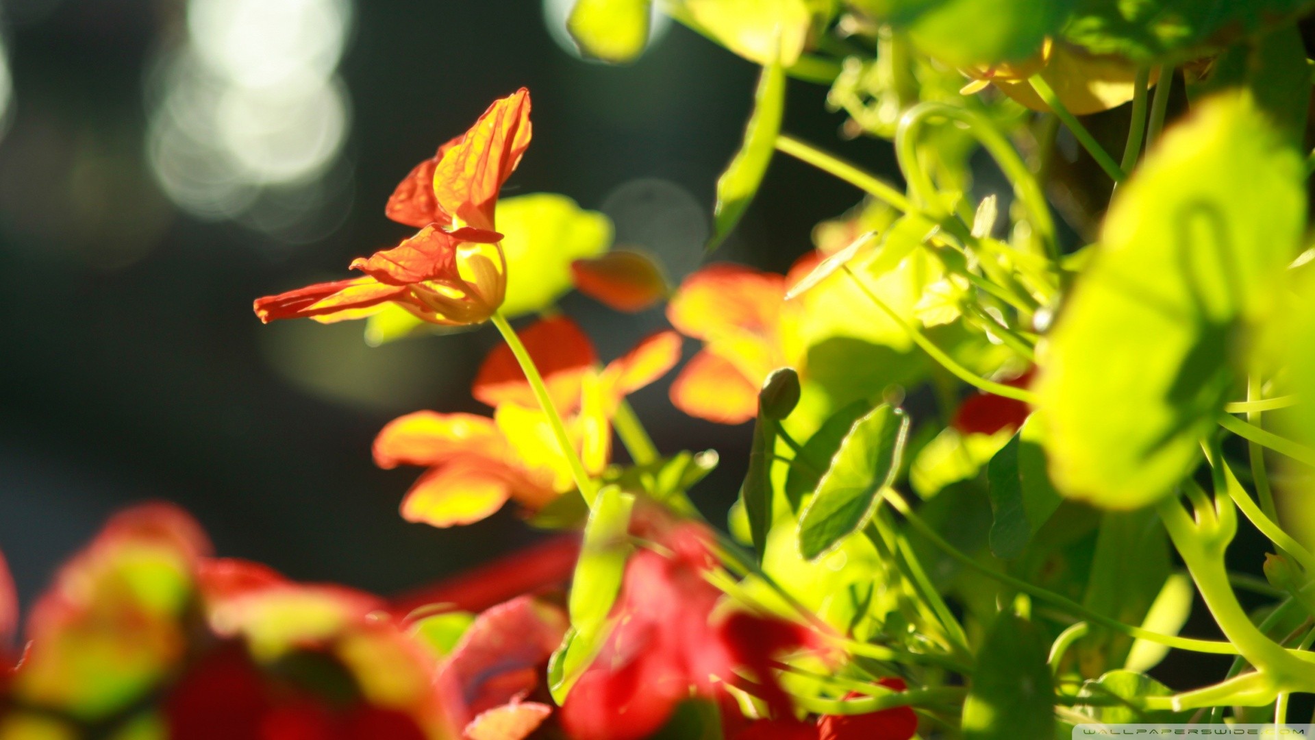 Sunlit nasturtium flowers