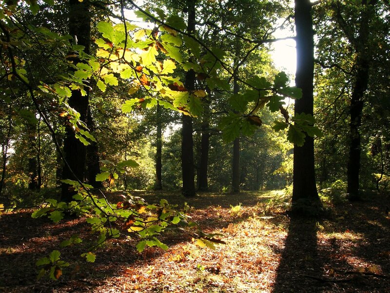 Sunlit Oak Forest — Green