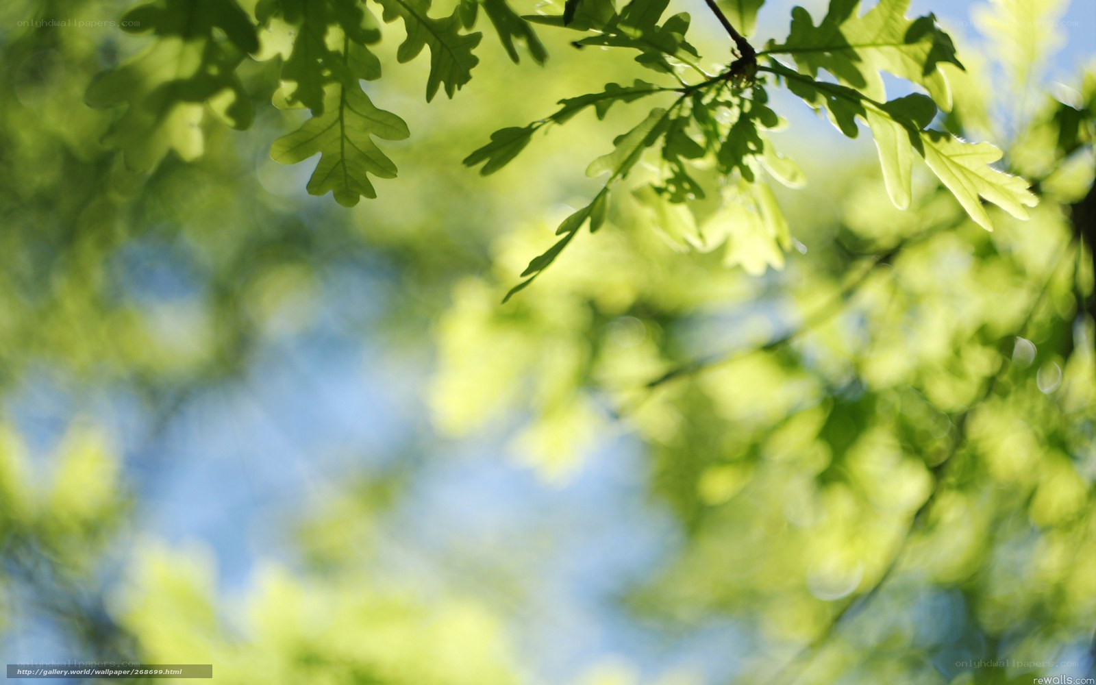 Sunlit oak leaves against blue sky