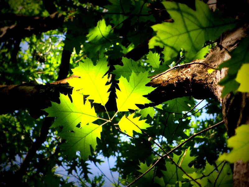 Sunlit Oak Leaves — Green