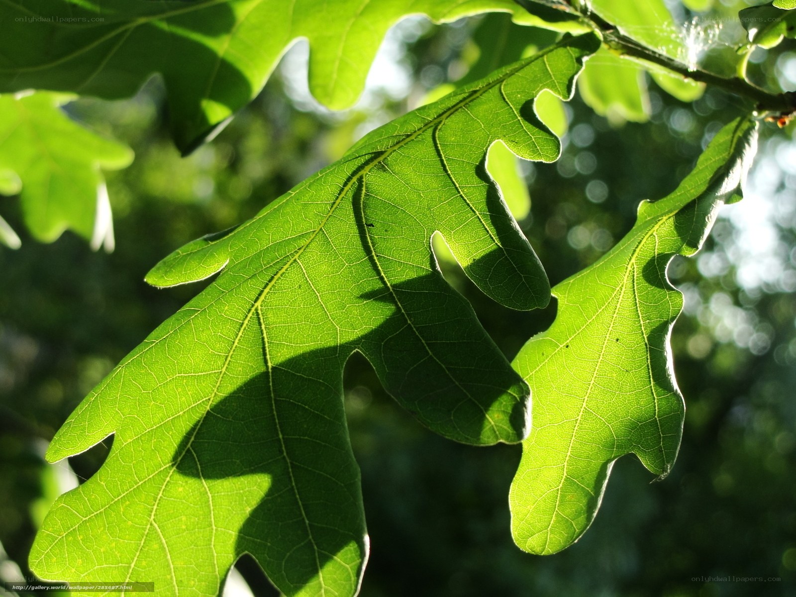 Sunlit oak leaves in forest
