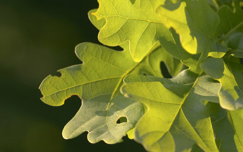 sunlit oak leaves