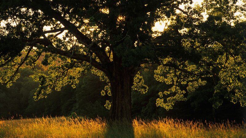 Sunlit oak tree in a field