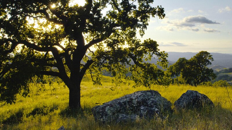 Sunlit oak tree in a meadow