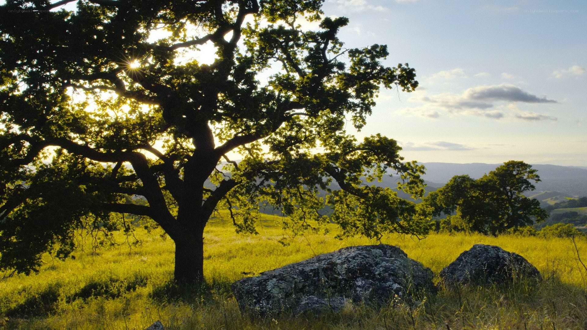 Sunlit oak tree in a meadow