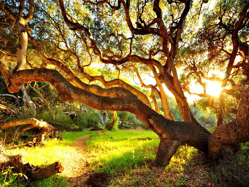 Sunlit Oak Tree